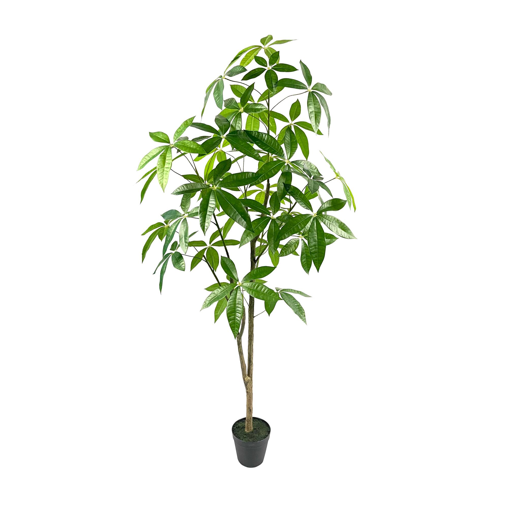 5ft. Potted Green Money Plant Tree by Ashland®